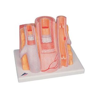 Microanatomía: arteria y vena