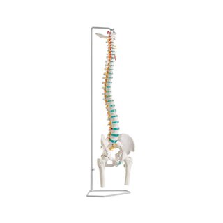 Columna vertebral flexible con cabezas femorales