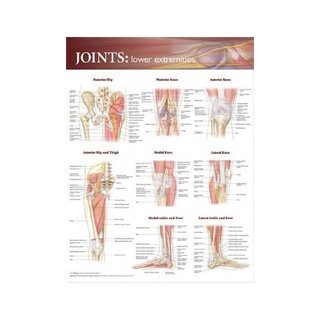 Póster de articulaciones de las extremidades inferiores en inglés (Articulaciones de las extremidades inferiores)