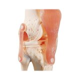 Articulación funcional de la rodilla