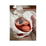 Pelvis femenina con músculos, útero y vejiga
