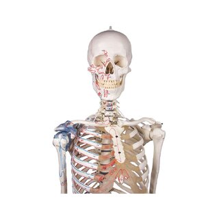 Esqueleto "Max" con columna vertebral móvil, marcas musculares y ligamentos.