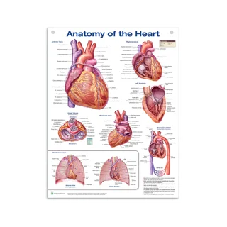 Póster de anatomía del corazón en película de plástico PET de alto brillo (Anatomía del corazón)
