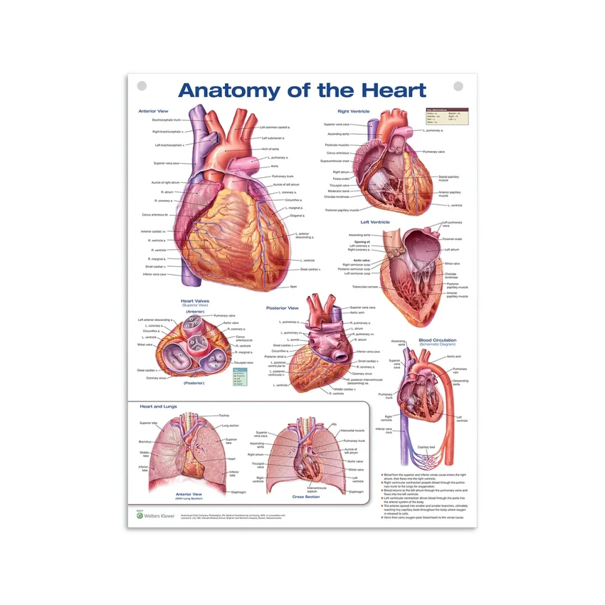 Póster de anatomía del corazón en película de plástico PET de alto brillo (Anatomía del corazón)