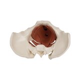 Modelo de pelvis femenina con suelo pélvico de 12 piezas