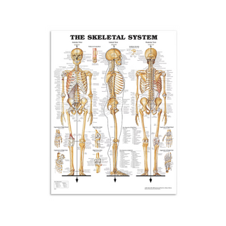 Póster de anatomía: Póster de esqueleto en película de plástico PET de alto brillo