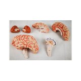 Cerebro de 8 partes con arterias en la cabeza dividida