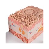 Microanatomía - lengua