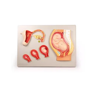 4 etapas de la fertilización