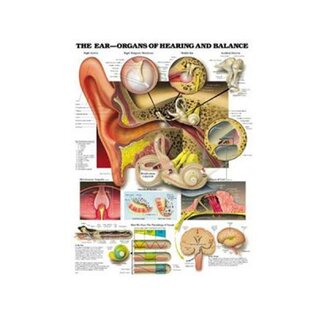 Póster laminado de anatomía del oído, audición y función del equilibrio.