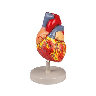 Corazón humano, 2x tamaño natural, 4 partes