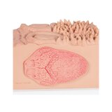 Microanatomía - lengua