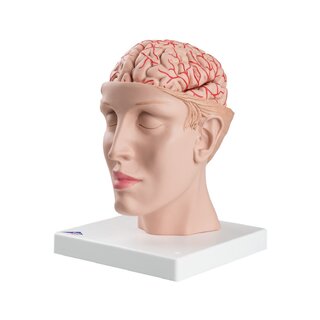 Cerebro de 8 partes con arterias en la cabeza dividida