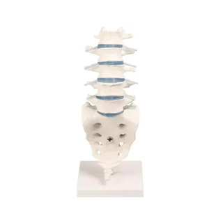 Soporte lumbar con soporte
