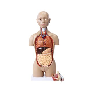 Mini torso con 15 piezas y genitales intercambiables