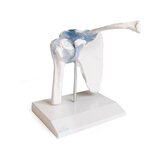 Articulación del hombro con ligamentos con soporte