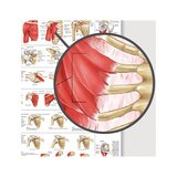 Póster de hombro y codo en película de plástico PET de alto brillo de 51x66 cm