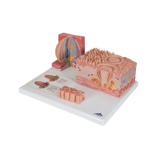 Microanatomía - lengua