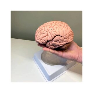 Modelo de cerebro en 8 partes sobre soporte