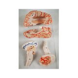 Cerebro de 8 partes con arterias en la cabeza dividida
