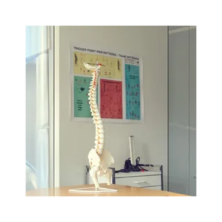 Modelo flexible de la columna vertebral con nervios, articulación de la cadera y trípode.