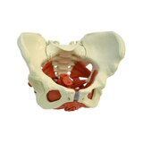 Modelo de pelvis femenina con suelo pélvico