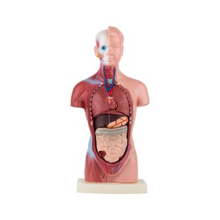 Mini torso 15 piezas