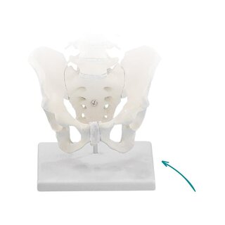 Soporte para la columna vertebral
