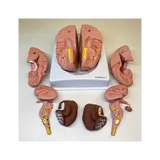 Modelo de cerebro en 8 partes sobre soporte