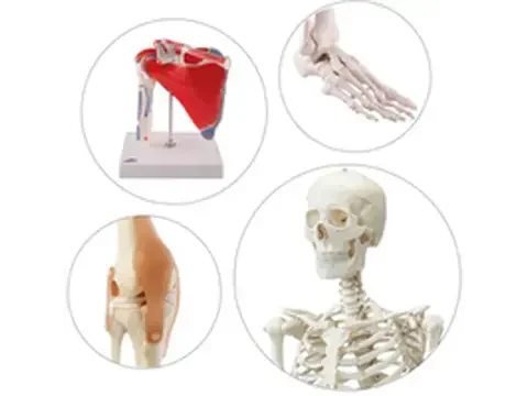Anatomía