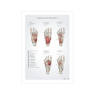 Póster de anatomía de los músculos del pie 50x70 mm