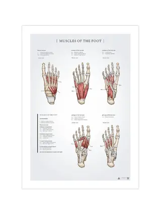 Póster de anatomía de los músculos del pie 50x70 mm