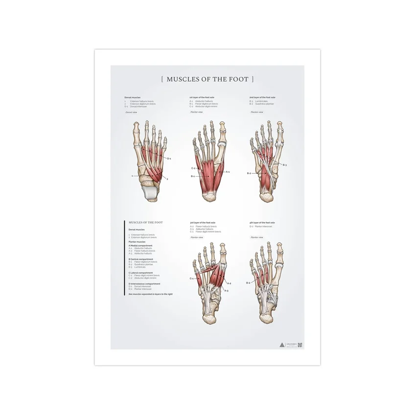 Póster de anatomía de los músculos del pie 50x70 mm