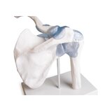 Articulación del hombro con ligamentos con soporte