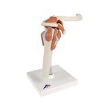 Modelo de hombro flexible con ligamentos y superficies articulares coloreadas.