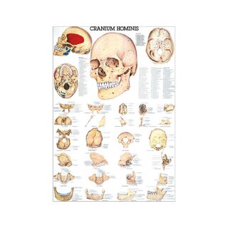 Diagrama craneal en alemán y latín