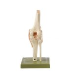 Articulación funcional de la rodilla