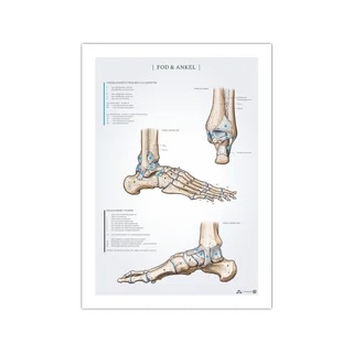Póster de anatomía del pie y el tobillo 50x70 mm