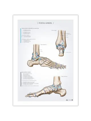 Póster de anatomía del pie y el tobillo 50x70 mm
