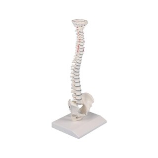 Columna vertebral en miniatura