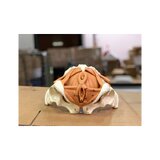 Modelo de pelvis femenina con suelo pélvico