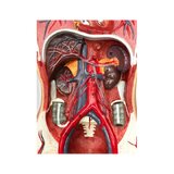 Modelo del sistema cardiovascular