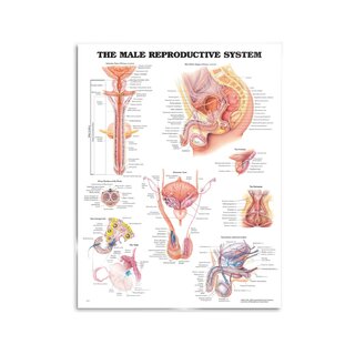 Póster del sistema reproductor masculino