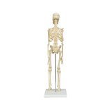 Mini modelo de esqueleto 45 cm