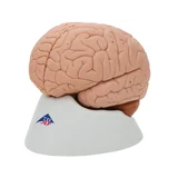 Fundición clásica del cerebro real