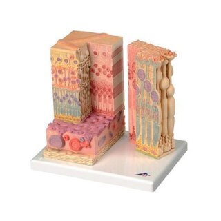 Microanatomía de los ojos
