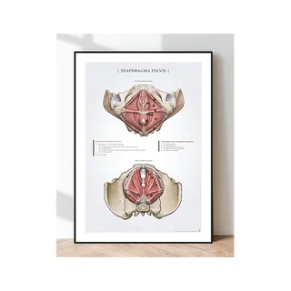 Póster Diafragma Pelvis - suelo pélvico en la mujer