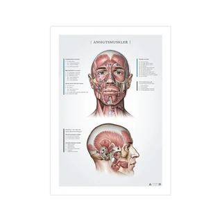 Músculos faciales, registros de anatomía 50x70mm