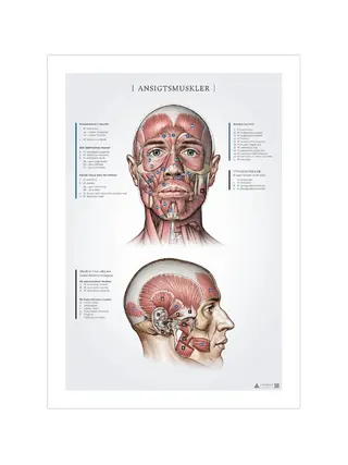 Músculos faciales, registros de anatomía 50x70mm