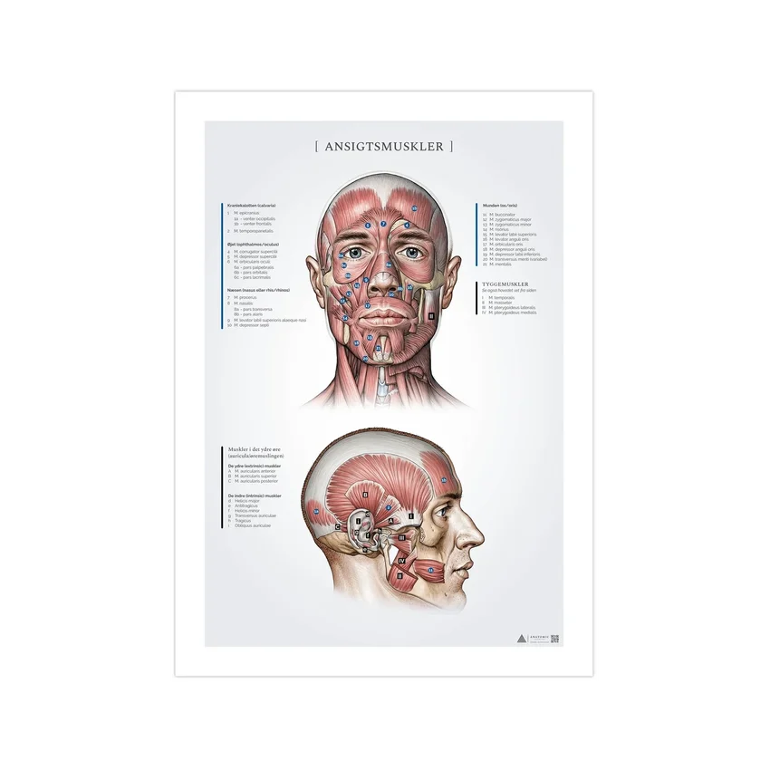 Músculos faciales, registros de anatomía 50x70mm